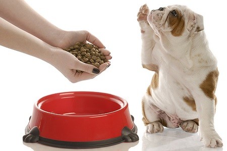 intolleranze alimentari animali