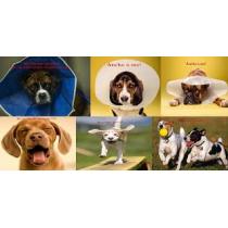ambulatorio-veterinario-nomentano2.jpg