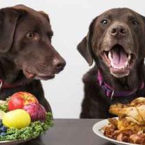 dieta-barf-cani.jpg